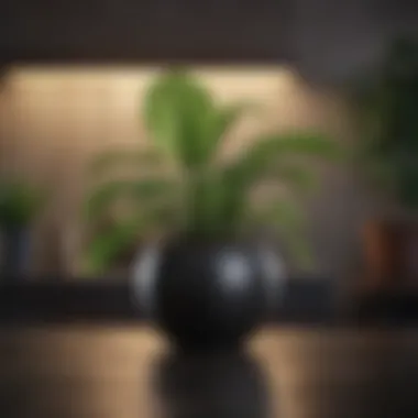 Indoor Plant for Calmness A serene indoor plant enhancing tranquility