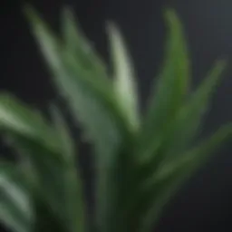 A fresh aloe vera leaf cut open, showcasing its gel-like interior