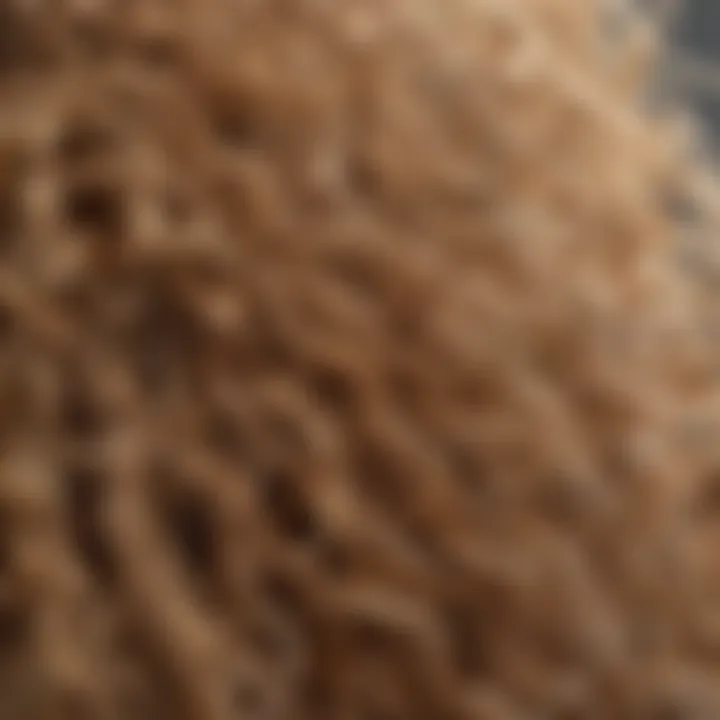 Close-up of coily hair showcasing its unique texture and moisture