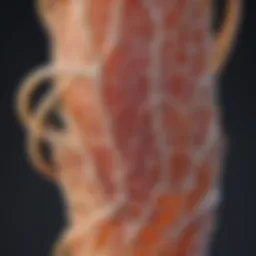 Illustration of collagen structure