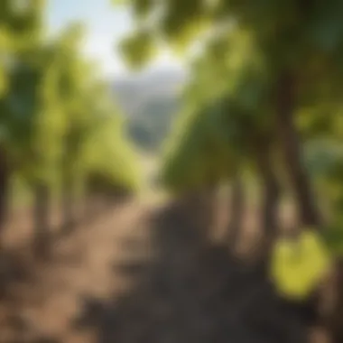 A vineyard showcasing organic grape cultivation